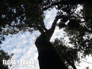 FLORA Y FAUNA
 