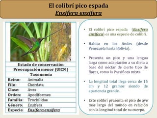 • El colibrí pico espada (Ensifera
ensifera) es una especie de colibrí.
• Habita en los Andes (desde
Venezuela hasta Bolivia).
• Presenta un pico y una lengua
larga como adaptación a su dieta a
base del néctar de cierto tipo de
flores, como la Passiflora mixta.
• La longitud total llega cerca de 15
cm y 12 gramos siendo de
apariencia grande.
• Este colibrí presenta el pico de ave
más largo del mundo en relación
con la longitud total de su cuerpo.
El colibrí pico espada
Ensifera ensifera
 