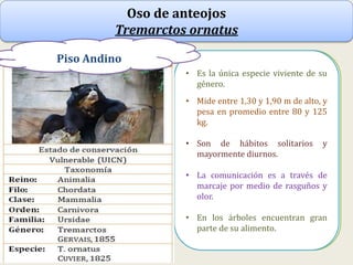 Oso de anteojos
Tremarctos ornatus
• Plantígrados como todos los osos,
sus "pies planos" .
• Una postura erecta.
• Trepa árboles y rocas o para
aparentar mayor masa corporal.
• Es la única especie viviente de su
género.
• Mide entre 1,30 y 1,90 m de alto, y
pesa en promedio entre 80 y 125
kg.
• Son de hábitos solitarios y
mayormente diurnos.
• La comunicación es a través de
marcaje por medio de rasguños y
olor.
• En los árboles encuentran gran
parte de su alimento.
Piso Andino
 