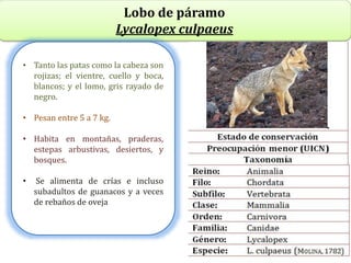 Lobo de páramo
Lycalopex culpaeus
• Tanto las patas como la cabeza son
rojizas; el vientre, cuello y boca,
blancos; y el lomo, gris rayado de
negro.
• Pesan entre 5 a 7 kg.
• Habita en montañas, praderas,
estepas arbustivas, desiertos, y
bosques.
• Se alimenta de crías e incluso
subadultos de guanacos y a veces
de rebaños de oveja
 