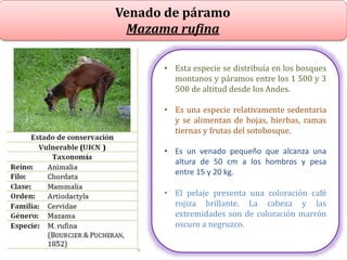 Venado de páramo
Mazama rufina
• Esta especie se distribuía en los bosques
montanos y páramos entre los 1 500 y 3
500 de altitud desde los Andes.
• Es una especie relativamente sedentaria
y se alimentan de hojas, hierbas, ramas
tiernas y frutas del sotobosque.
• Es un venado pequeño que alcanza una
altura de 50 cm a los hombros y pesa
entre 15 y 20 kg.
• El pelaje presenta una coloración café
rojiza brillante. La cabeza y las
extremidades son de coloración marrón
oscuro a negruzco.
 