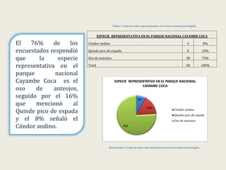 Tabla 1: Especie más representativa en el área natural protegida
ESPECIE REPRESENTATIVA EN EL PARQUE NACIONAL CAYAMBE COCA
Cóndor andino 4 8%
Quinde pico de espada 8 16%
Oso de anteojos 38 76%
Total 50 100%
Ilustración 1: Especie más representativa en el área natural protegida
8%
16%
76%
ESPECIE REPRESENTATIVA EN EL PARQUE NACIONAL
CAYAMBE COCA
Cóndor andino
Quinde pico de espada
Oso de anteojos
El 76% de los
encuestados respondió
que la especie
representativa en el
parque nacional
Cayambe Coca es el
oso de anteojos,
seguido por el 16%
que mencionó al
Quinde pico de espada
y el 8% señaló el
Cóndor andino.
 