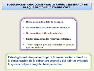 27
SUGERENCIAS PARA CONSERVAR LA FAUNA VERTEBRADA DE
PARQUE NACIONAL CAYAMBE COCA
Estrategias más importantes para la conservación animal es
la conservación de la cobertura vegetal y del hábitat evitando
la quema del páramo y del bosque nativo.
• Disminución de la tala de bosques.
• No permitir la caza de especies animales.
• No permitir el tráfico de animales.
• Cuidar con ahínco las reservas ecológicas.
• Tener respeto por los animales y plantas
que nos rodean.
 