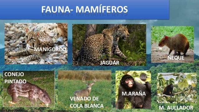 Parque nacional cerro hoya