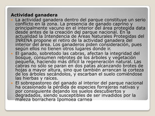 Actividad ganaderaLa actividad ganadera dentro del parque constituye un serio conflicto en la zona. La presencia de ganado caprino y principalmente vacuno en el interior del área protegida data desde antes de la creación del parque nacional. En la actualidad la Intendencia de Áreas Naturales Protegidas del INRENA propone el retiro de la actividad ganadera del interior del área. Los ganaderos piden consideración, pues según ellos no tienen otros lugares donde ir.  El ganado, sobretodo las cabras, afectan la integridad del bosque, consumen rebrotes de los árboles y vegetación pequeña, haciendo más difícil la regeneración natural. Las cabras no sólo se paran en dos patas alcanzando brotes de hojas a mayor altura, sino que también arrancan la corteza de los árboles secándolos, y escarban el suelo comiéndose las hierbas y raíces.  El sobrepastoreo del ganado al interior del parque nacional ha ocasionado la pérdida de especies forrajeras nativas y por consiguiente dejando los suelos descubiertos y degradados, siendo susceptibles de ser invadidos por la maleza borrachera Ipomoea carnea 