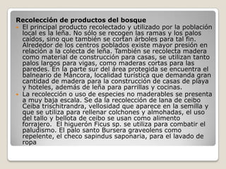 Recolección de productos del bosque El principal producto recolectado y utilizado por la población local es la leña. No sólo se recogen las ramas y los palos caídos, sino que también se cortan árboles para tal fin. Alrededor de los centros poblados existe mayor presión en relación a la colecta de leña. También se recolecta madera como material de construcción para casas, se utilizan tanto palos largos para vigas, como maderas cortas para las paredes. En la parte sur del área protegida se encuentra el balneario de Máncora, localidad turística que demanda gran cantidad de madera para la construcción de casas de playa y hoteles, además de leña para parrillas y cocinas.  La recolección o uso de especies no maderables se presenta a muy baja escala. Se da la recolección de lana de ceibo Ceiba trischitrandra, vellosidad que aparece en la semilla y que se utiliza para rellenar colchones y almohadas, el uso del tallo y bellota de ceibo se usan como alimento forrajero.  El higuerón Ficus sp. se utiliza para combatir el paludismo. El palo santo Bursera graveolens como repelente, el checo sapindus saponaria, para el lavado de ropa 