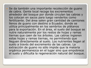 Se da también una importante recolección de guano de cabra. Gente local recoge los excrementos alrededor del bosque por donde circulan las cabras y los colocan en sacos para luego venderlos como fertilizante. Del área salen gran cantidad de camiones llenos de guano con destino a Ecuador, donde se utiliza principalmente en los sembríos de plátanos para la exportación. En el área, el suelo del bosque se nutre naturalmente por los restos de hojas y ramas tiernas que caen de los árboles. Las cabras ingieren estas hojas y ramas tiernas, no permitiendo que lleguen directamente al suelo. Los nutrientes llegan al suelo a través del excremento de las cabras. La extracción de guano no sólo impide que la materia orgánica permanezca en el lugar sino que empobrece el suelo y dificulta la regeneración natural del bosque. 