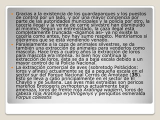 Gracias a la existencia de los guardaparques y los puestos de control por un lado, y por una mayor conciencia por parte de las autoridades municipales y la policía por otro, la cacería ilegal y la venta de carne silvestre han disminuido al mínimo. Según un entrevistado, la caza ilegal está completamente truncada -digamos así- ya no existe la cacería como antes, hoy hay sumo respeto. Mentiríamos si dijéramos que se está vendiendo venado.Paralelamente a la caza de animales silvestres, se da también una extracción de animales para venderlos como mascota. Hace tres a cuatro años la extracción de loros para mascota era intensa. Si bien hoy continua la extracción de loros, ésta se da a baja escala debido a un mayor control de la Policía Nacional.La extracción comercial de aves (sobretodo Psitácidos: loros y afines) actualmente se da a pequeña escala en el sector sur del Parque Nacional Cerros de Amotape (35). Esto se lleva a cabo principalmente en el sector de El Chayllo y de Sullana. Las aves más extraídas son pericos mareños Brotogeris pyrhopterus actualmente bajo amenaza, loros de frente roja Aratinga waglerri, loros de cabeza roja Aratinga erythrogenys y periquitos esmeralda Forpus coelestis