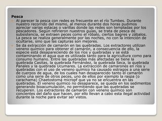 Pesca Al parecer la pesca con redes es frecuente en el río Tumbes. Durante nuestro recorrido del mismo, al menos durante dos horas pudimos apreciar varias estacas o varillas donde las redes son templadas por los pescadores. Según refirieron nuestros guías, se trata de pesca de subsistencia, se extraen peces como el róbalo, ciertos bagres y zábalos. La pesca se realiza generalmente por las noches, no con la intención de ocultarse, sino que las capturas son mejores.Se da extracción de camarón en las quebradas. Los extractores utilizan veneno químico para obtener el camarón, a consecuencia de ello, la especie está desapareciendo de los ríos y quebradas y se está contaminando el agua que es utilizada tanto para la agricultura como para consumo humano. Entre las quebradas más afectadas se tiene la quebrada Casitas, la quebrada Fernández, la quebrada Seca, la quebrada Panales y la quebrada Ucumares. La extracción de camarones en ríos y quebradas con el uso de veneno químico ha causado estragos a una serie de cuerpos de agua, de los cuales han desaparecido tanto el camarón como una serie de otros peces, uno de ellos por ejemplo la raspa (o carachama) Chaetostoma micropf que ya no se encuentra en las quebradas. El veneno químico no desaparece, se queda en los sedimentos generando bioacumulación, no permitiendo que las quebradas se recuperen. Los extractores de camarón con veneno químico son concientes del daño que hacen, por ello llevan a cabo esta ilegal actividad durante la noche para evitar ser vistos. 