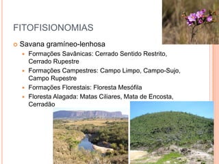 FITOFISIONOMIAS
   Savana gramíneo-lenhosa
     Formações Savânicas: Cerrado Sentido Restrito,
      Cerrado Rupestre
     Formações Campestres: Campo Limpo, Campo-Sujo,
      Campo Rupestre
     Formações Florestais: Floresta Mesófila
     Floresta Alagada: Matas Ciliares, Mata de Encosta,
      Cerradão
 