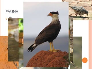 FAUNA
   Alto número de espécies aves :
     Pato-mergulhão (Mergus octosetaceus)
     fogo-apagou (Scardafella squammata)
     Periquitão-maracanã (Aratinga leucophthalmus)
     Urubu Rei (Sarcoramphus papa)
 