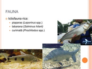 FAUNA
   Ictiofauna rica:
     piaparas (Leporinus spp.)
     tabarana (Salminus hilarii)
     curimatã (Prochilodus spp.)
 