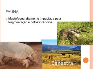 FAUNA
   Mastofauna altamente impactada pela
    fragmentação e pelos incêndios
 