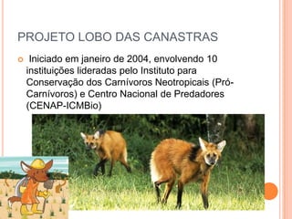PROJETO LOBO DAS CANASTRAS
    Iniciado em janeiro de 2004, envolvendo 10
    instituições lideradas pelo Instituto para
    Conservação dos Carnívoros Neotropicais (Pró-
    Carnívoros) e Centro Nacional de Predadores
    (CENAP-ICMBio)
 