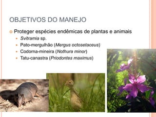 OBJETIVOS DO MANEJO
   Proteger espécies endêmicas de plantas e animais
     Svitramia sp.
     Pato-mergulhão (Mergus octosetaceus)
     Codorna-mineira (Nothura minor)
     Tatu-canastra (Priodontes maximus)
 