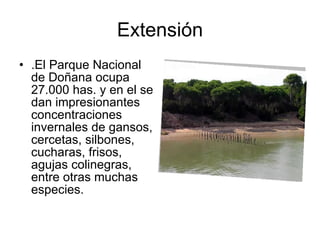 Extensión .El Parque Nacional de Doñana ocupa 27.000 has. y en el se dan impresionantes concentraciones invernales de gansos, cercetas, silbones, cucharas, frisos, agujas colinegras, entre otras muchas especies.  