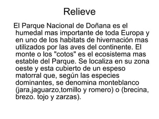 Relieve El Parque Nacional de Doñana es el humedal mas importante de toda Europa y en uno de los habitats de hivernación mas utilizados por las aves del continente. El monte o los "cotos" es el ecosistema mas estable del Parque. Se localiza en su zona oeste y esta cubierto de un espeso matorral que, según las especies dominantes, se denomina monteblanco (jara,jaguarzo,tomillo y romero) o (brecina, brezo. tojo y zarzas).  