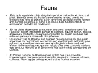 Fauna .Este tapiz vegetal da cobijo al águila imperial, el meloncillo, el ciervo o el jabalí. Entre los cotos y la marisma se encuentra la vera, uno de los biotopos mas ricos de Doñana. Es un terreno de pastizales donde habitan gran número de gamos, el ciervo o el conejo, base fundamentaI de la alimentación de todos los predadores.  .En Ios viejos alcornoques que pueblan esta zona, conocidos como "La Pajarera", anidan incontables parejas de espátula, cigüeña común, garceta, garza real y martinete. Las zonas meridionales del cordon de dunas fijas estan ocupadas por pinares de pino piñonero.  Las dunas vivas de Doñana, que avanzan hasta 6 metros por año. están separadas por depresiones intermedias con vegetacion de matorral y pino piñonero, que se denominan corrales. A lo largo de la linea de dunas afloran numerosas lagunas, que dan refugio a las aves cuando la marisma esta seca. La marisma es el ecosistema mas joven y mas sobresaliente de Doñana.  .El Parque Nacional de Doñana ocupa 27.000 has. y en el se dan impresionantes concentraciones invernales de gansos, cercetas, silbones, cucharas, frisos, agujas colinegras, entre otras muchas especies.   