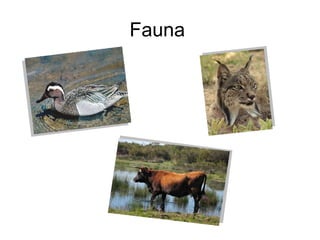 Fauna  