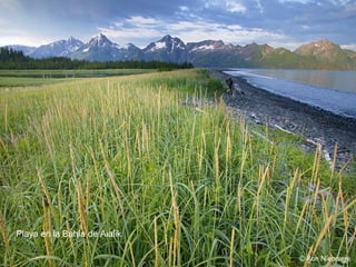 Playa en la Bahía de Aialik
 