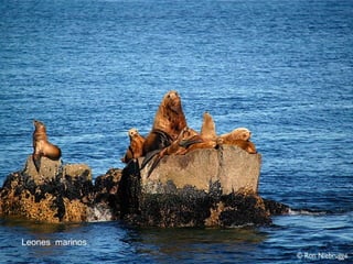 Leones marinos
 
