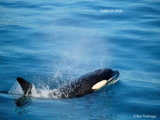 ballena orca
 