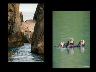 Parque Nacional de Kenai : Alaska