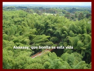 Aaaaaay, que bonita es esta vida  