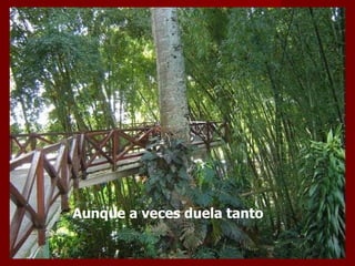 Aunque a veces duela tanto  