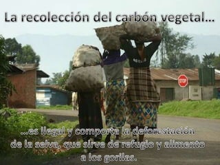 La recolección del carbón vegetal……es ilegal y comporta la deforestación de la selva, que sirve de refugio y alimento a los gorilas.
