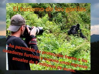 El turismo de los gorilas…ha permitido su protección frente a los cazadores furtivos y supone unos ingresos anuales de 5 millones de euros. 