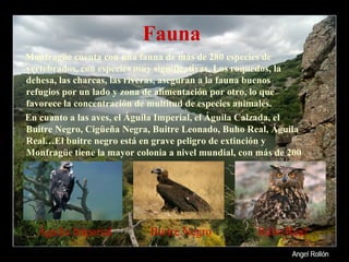 Fauna Monfragüe cuenta con una fauna de más de 280 especies de vertebrados, con especies muy significativas. Los roquedos, la dehesa, las charcas, las riveras, aseguran a la fauna buenos refugios por un lado y zona de alimentación por otro, lo que favorece la concentración de multitud de especies animales.  En cuanto a las aves, el Águila Imperial, el Águila Calzada, el Buitre Negro, Cigüeña Negra, Buitre Leonado, Buho Real, Águila Real…El buitre negro está en grave peligro de extinción y Monfragüe tiene la mayor colonia a nivel mundial, con más de 200 parejas.  Águila Imperial Buitre Negro Búho Real 