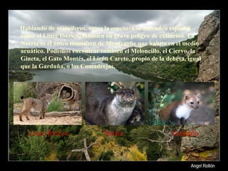 Hablando de mamíferos, entre la espesura se esconden especies como el Lince Ibérico, también en grave peligro de extinción. La Nutria es el único mamífero de Monfragüe que habita en el medio acuático. Podemos encontrar también el Meloncillo, el Ciervo, la Gineta, el Gato Montés, el Lirón Careto, propio de la dehesa, igual que la Garduña, o las Comadrejas.   Lince Ibérico Nutria Garduña 