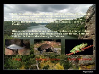 Entre las especies ovíparas, más de veintiséis especies diferentes de peces podemos encontrar en sus distintos hábitats acuáticos: ríos, embalses y charcas. Como especies más abundantes: Barbo, Carpa, Bordallo, Boga de río, Calandino, Anguila, Tenca y Pardilla.   Otras especies a destacar son entre los reptiles, el Lagarto Ocelado y el Galápago Leproso, muy abundante en estas riberas. Entre los anfibios, la Ranita Meridional y los Tritones. Carpa Galápago Leproso Ranita Meridional 