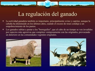 La regulación del ganado <ul><li>La actividad ganadera también es importante, principalmente ovino y caprino, aunque la ca...