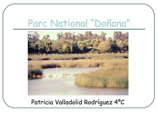 Parc National “Doñana” Patricia Valladolid Rodríguez 4ºC 