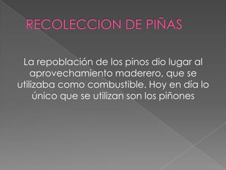 La repoblación de los pinos dio lugar al
aprovechamiento maderero, que se
utilizaba como combustible. Hoy en día lo
único que se utilizan son los piñones
 
