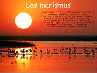 Las marismas
El ecosistema mas joven y extenso de Doñana , la
marisma, posee una panorámica visual
tremendamente cambiante y por ello se trata de
un lugar excepcional , de diversidad ornitológica ,
escenario de un potente y espectacular evento
protagonizado por la migración , que la convierte
en un punto de encuentro de la avifauna
acuática y terrestre europea y africana.
 