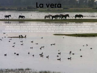 La vera
Destaca por su elevado enriquecimiento ecológico es donde limitan las arenas
de los cotos y las dunas con el suelo arcilloso de la marisma , en la vera ,
considerada como el borde o zona de transición entre dos ecosistemas el
bosque mediterráneo y la marisma y donde confluyen especies de uno y otro.
 