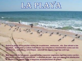  Sobre la playa se acumulan restos de crustáceos , moluscos , etc. Que atraen a las
gaviotas , charranes y a otros individuos con simpáticos movimientos como son los
correlimos , zarapitos y chorlitejos , además de alguna lagartija colirroja.
 Más alejadas de las aguas , encontramos especies vegetales marinas como cardos ,
barrones , camarinas , clavellinas , o alhelíes de mar , que son pequeños obstáculos
al viento e irán dando lugar a mayores acumulaciones de arena.
 