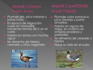  Plumaje gris, pico naranja y
patas rosas
 En época de migración
vuela en manadas
haciendo formas de V en el
vuelo
 Habita en zonas con mucha
agua
 Se alimenta de hierba,
cereales y otros vegetales
 Plumaje color parduzco,
pico naranja y patas
amarillas
 Habita en aguas de
taiga, en invierno en
amplias praderas y
pastizales
 Se alimenta de cereales y
hierba
 Hace su nido en el suelo
 