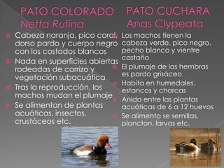  Cabeza naranja, pico coral,
dorso pardo y cuerpo negro
con los costados blancos
 Nada en superficies abiertas
rodeadas de carrizo y
vegetación subacuática
 Tras la reproducción, los
machos mudan el plumaje
 Se alimentan de plantas
acuáticas, insectos,
crustáceos etc.
 Los machos tienen la
cabeza verde, pico negro,
pecho blanco y vientre
castaño
 El plumaje de las hembras
es pardo grisáceo
 Habita en humedales,
estancos y charcas
 Anida entre las plantas
acuáticas de 6 a 12 huevos
 Se alimenta se semillas,
plancton, larvas etc.
 