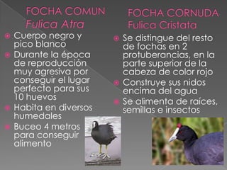  Cuerpo negro y
pico blanco
 Durante la época
de reproducción
muy agresiva por
conseguir el lugar
perfecto para sus
10 huevos
 Habita en diversos
humedales
 Buceo 4 metros
para conseguir
alimento
 Se distingue del resto
de fochas en 2
protuberancias, en la
parte superior de la
cabeza de color rojo
 Construye sus nidos
encima del agua
 Se alimenta de raíces,
semillas e insectos
 