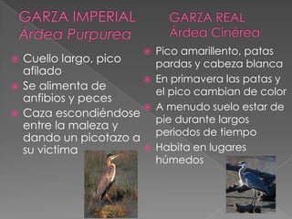  Cuello largo, pico
afilado
 Se alimenta de
anfibios y peces
 Caza escondiéndose
entre la maleza y
dando un picotazo a
su victima
 Pico amarillento, patas
pardas y cabeza blanca
 En primavera las patas y
el pico cambian de color
 A menudo suelo estar de
pie durante largos
periodos de tiempo
 Habita en lugares
húmedos
 