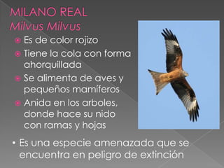  Es de color rojizo
 Tiene la cola con forma
ahorquillada
 Se alimenta de aves y
pequeños mamíferos
 Anida en los arboles,
donde hace su nido
con ramas y hojas
• Es una especie amenazada que se
encuentra en peligro de extinción
 