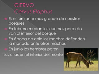  Es el rumiante mas grande de nuestros
bosques
 En febrero mudan los cuernos para ello
van al interior del bosque
 En época de celo los machos defienden
la manada ante otros machos
 En junio las hembras paren
sus crías en el interior del monte
 