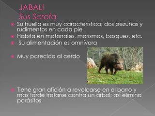  Su huella es muy característica; dos pezuñas y
rudimentos en cada pie
 Habita en matorrales, marismas, bosques, etc.
 Su alimentación es omnívora
 Muy parecido al cerdo
 Tiene gran afición a revolcarse en el barro y
mas tarde frotarse contra un árbol; así elimina
parásitos
 