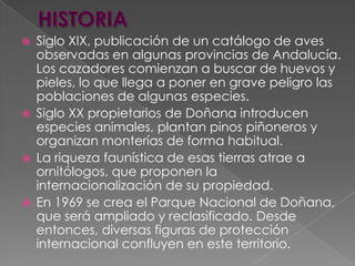  Siglo XIX, publicación de un catálogo de aves
observadas en algunas provincias de Andalucía.
Los cazadores comienzan a buscar de huevos y
pieles, lo que llega a poner en grave peligro las
poblaciones de algunas especies.
 Siglo XX propietarios de Doñana introducen
especies animales, plantan pinos piñoneros y
organizan monterías de forma habitual.
 La riqueza faunística de esas tierras atrae a
ornitólogos, que proponen la
internacionalización de su propiedad.
 En 1969 se crea el Parque Nacional de Doñana,
que será ampliado y reclasificado. Desde
entonces, diversas figuras de protección
internacional confluyen en este territorio.
 