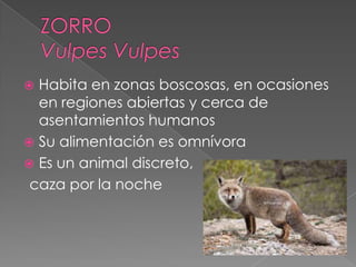  Habita en zonas boscosas, en ocasiones
en regiones abiertas y cerca de
asentamientos humanos
 Su alimentación es omnívora
 Es un animal discreto,
caza por la noche
 