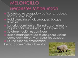  Su cuerpo es alargado y paticorto, cabeza
fina y su cola larga
 Habita encinares, alcornoques, bosque
fluviales
 Las crías caminan en fila india, con el morro
bajo la cola del individuo que la precede
 Su alimentación es carnívora
 Busca madrigueras de tejones para usarlas
como dormideros; y así cazar los gazapos
 Es una especie amenazada;
los cazadores furtivos lo matan
 